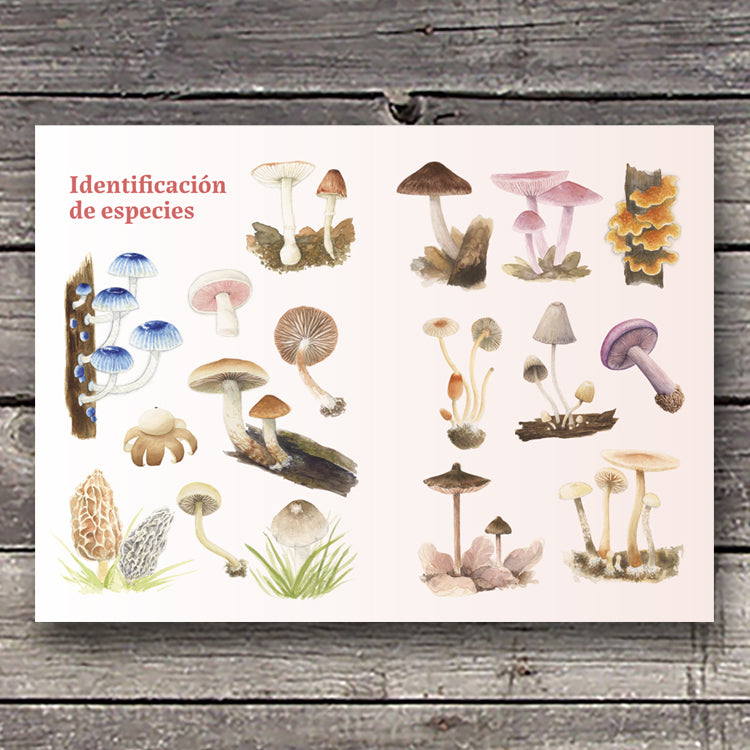 Hongos de la zona central de Chile