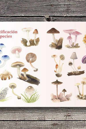 Hongos de la zona central de Chile