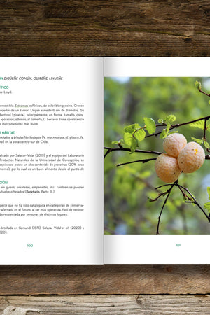 Hongos silvestres comestibles nativos de Chile