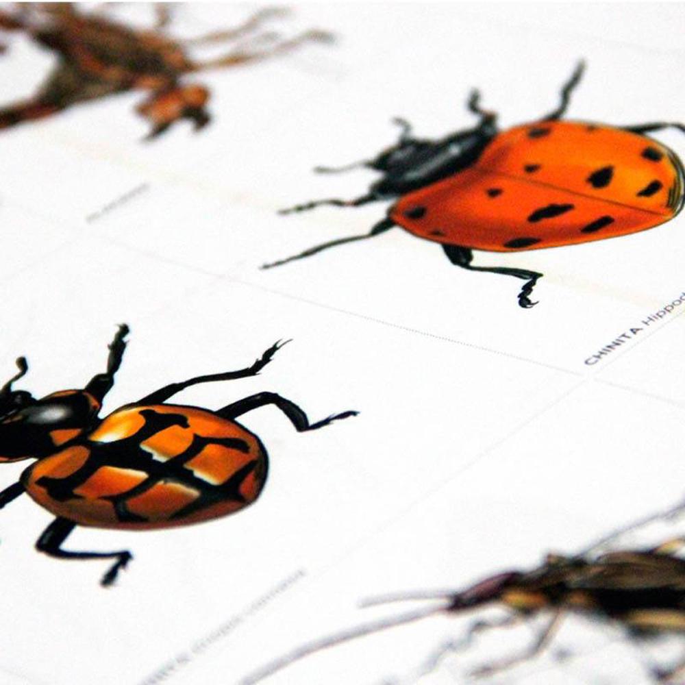 Bichos chilenos para colorear