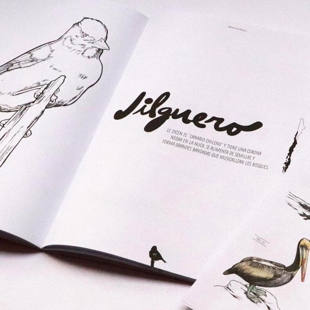 Pájaros chilenos para colorear