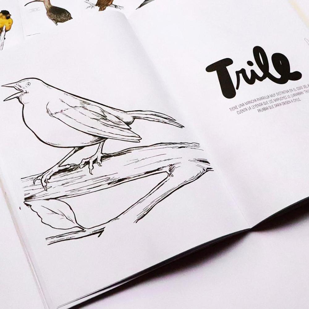 Pájaros chilenos para colorear