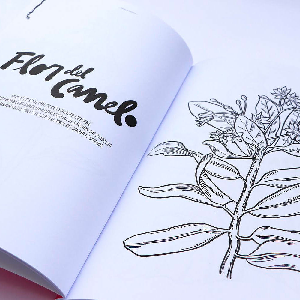 Flores Chilenas para Colorear